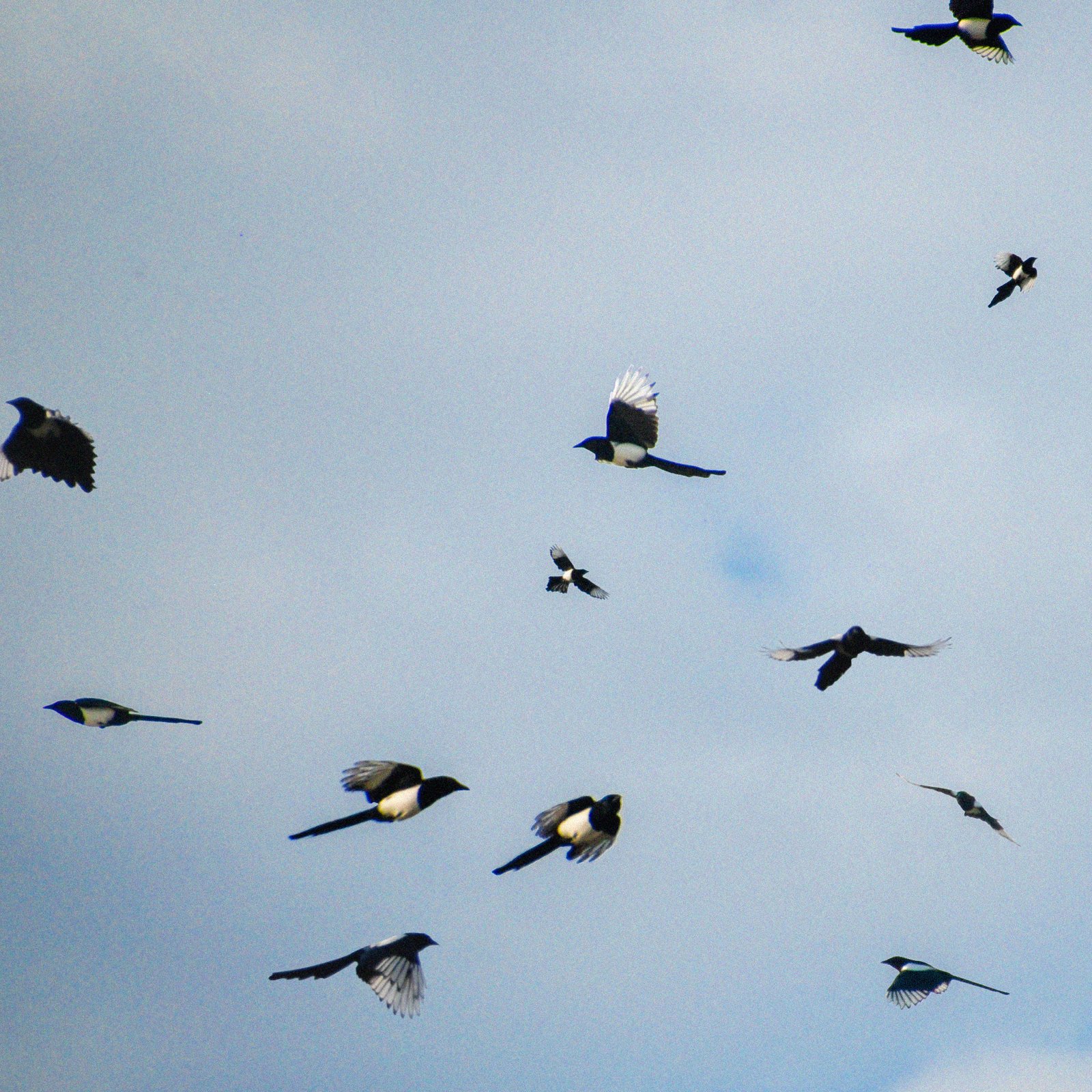 Many Birds